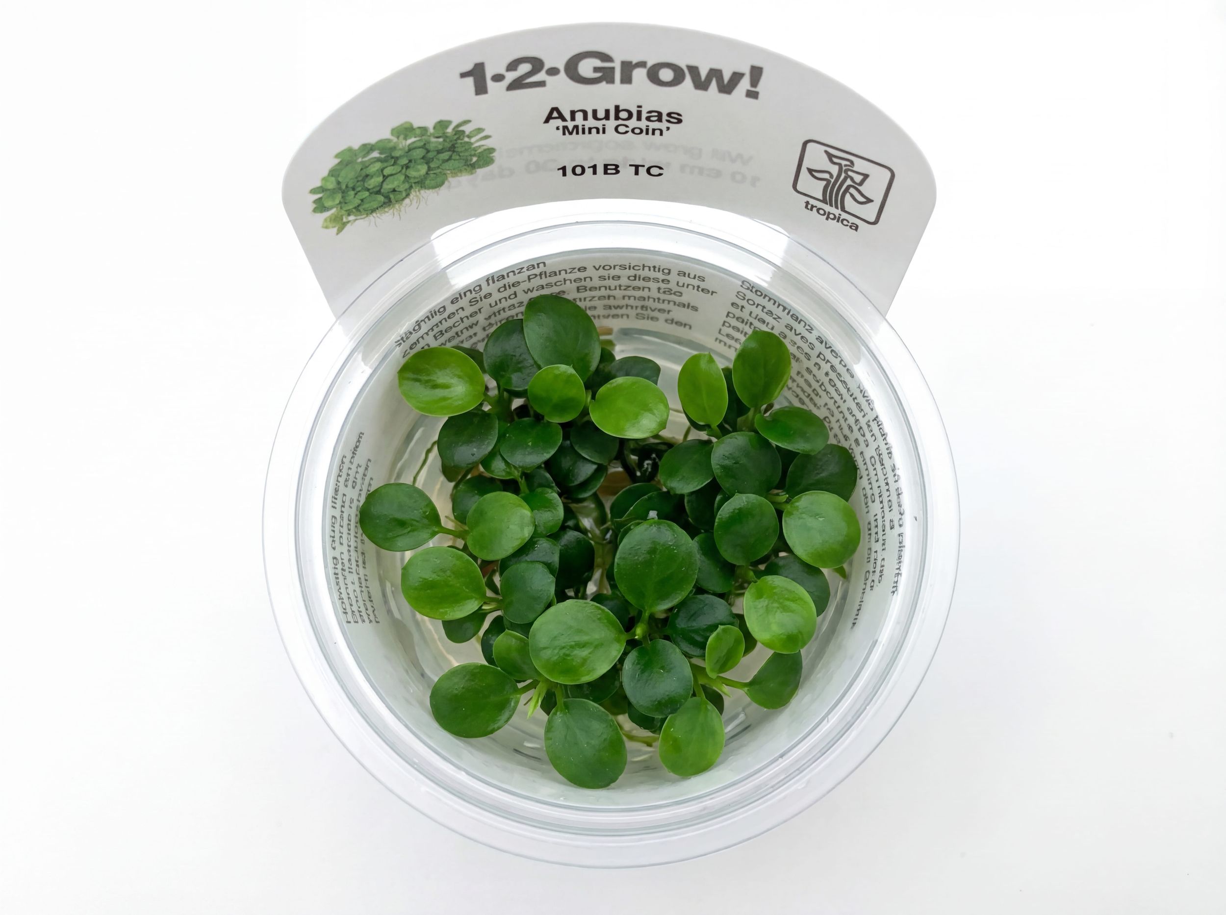 Can a No-CO2 Nano Aquarium Still Look Lush? A Practical Plant-and-Livestock Plan